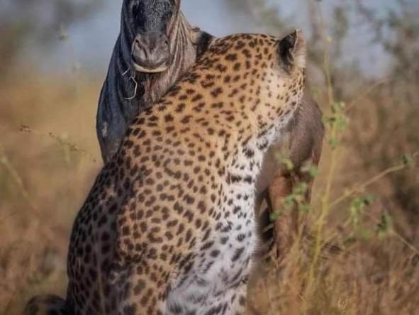 Maasai Mara Safari Camp In Kenya Bed & Breakfast Sekenani Ngoại thất bức ảnh