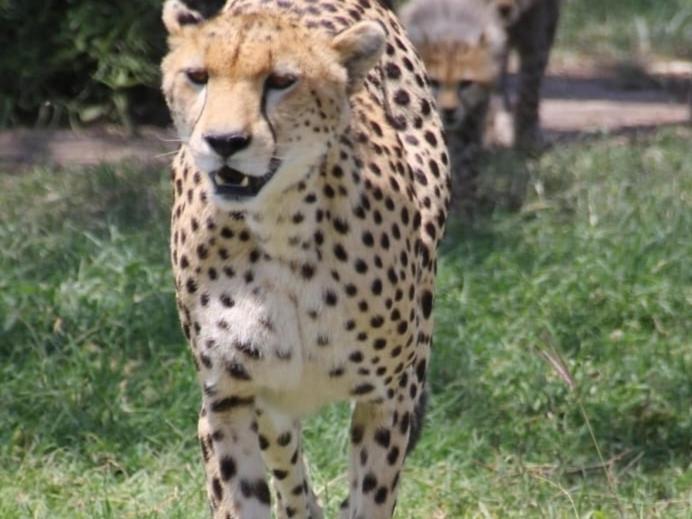 Maasai Mara Safari Camp In Kenya Bed & Breakfast Sekenani Ngoại thất bức ảnh