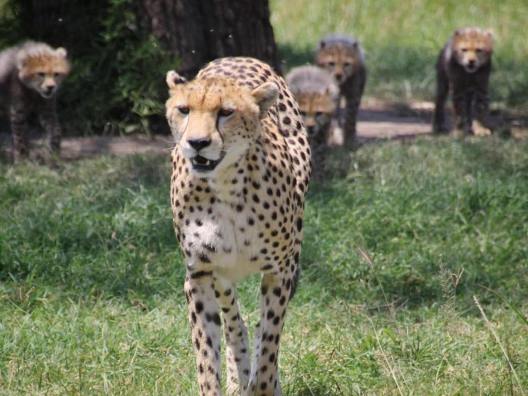 Maasai Mara Safari Camp In Kenya Bed & Breakfast Sekenani Ngoại thất bức ảnh
